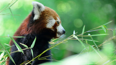 Kleiner_Panda (8).jpg